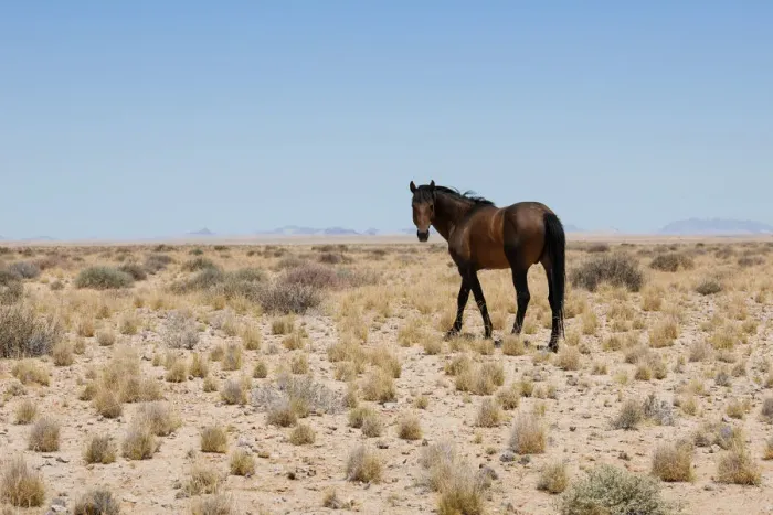 Framed Print : Namib Wild Desert Horse between Aus and Luderitz in Namibia