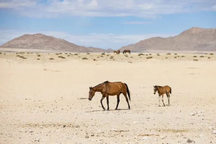Framed Print : Namib Wild Desert Horse and Foal Garub Region, Namibia, Africa
