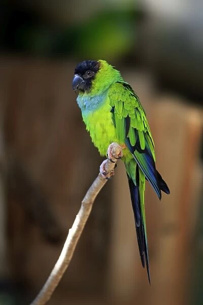 Nanday Parakeet -Nandayus nenday-, adult on tree, native to South America, captive