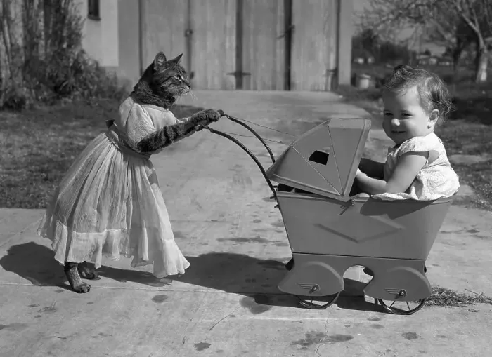 Framed Print : Nanny Cat. Baby girl in toy pram with cat in costume Framed Print : Nanny Cat. Baby girl in toy pram with cat in costume