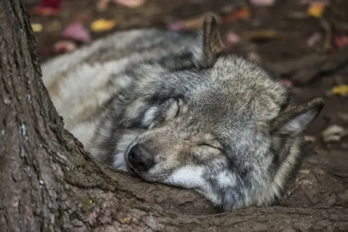 Framed Print : Nap Time. A Gray Wolf is taking a nap on the root of a tree Framed Print : Nap Time. A Gray Wolf is taking a nap on the root of a tree