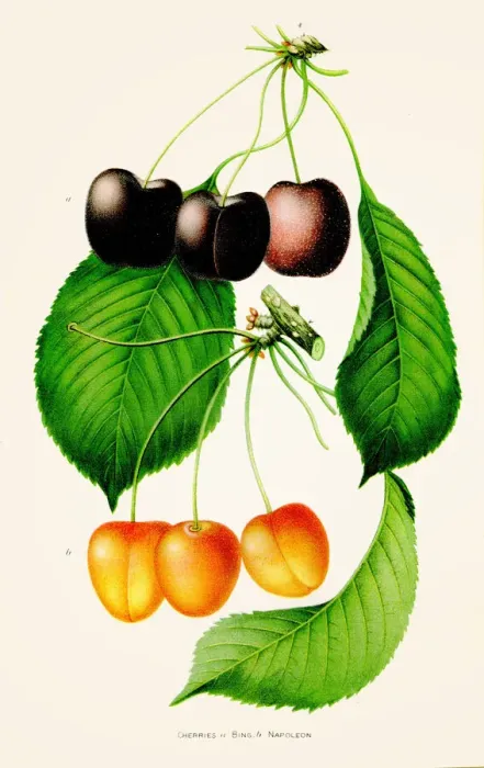 Framed Print : Napoleon cherry illustration 1892 Framed Print : Napoleon cherry illustration 1892