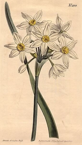 Narcissus. circa 1800: White narcissus. Curtis Botanical Magazine - pub
