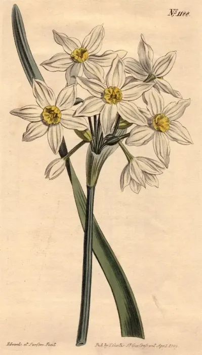 Framed Print : Narcissus. circa 1800: White narcissus. Curtis Botanical Magazine - pub Framed Print : Narcissus. circa 1800: White narcissus. Curtis Botanical Magazine - pub
