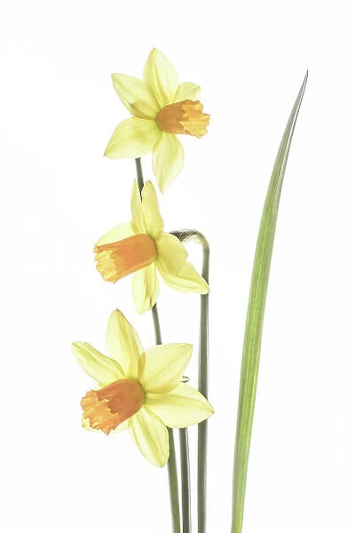 Narcissus. Spring flowering Narcissus