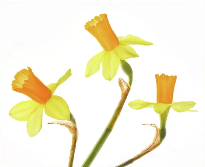 Framed Print : Narcissus flowers on a white background Framed Print : Narcissus flowers on a white background