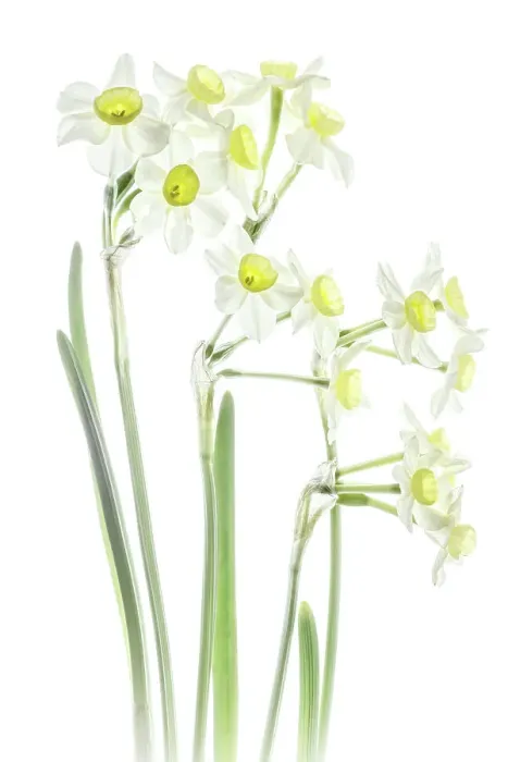 Framed Print : Narcissus flowers