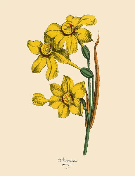 Narcissus or Jonquil Plants, Victorian Botanical Illustration
