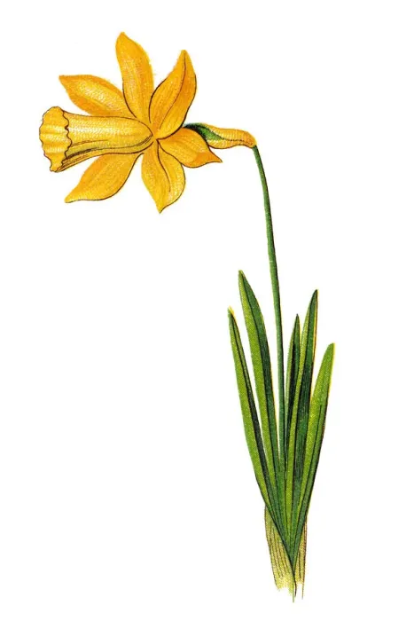 Framed Print : Narcissus pseudonarcissus (commonly known as wild daffodil or Lent lily) Framed Print : Narcissus pseudonarcissus (commonly known as wild daffodil or Lent lily)