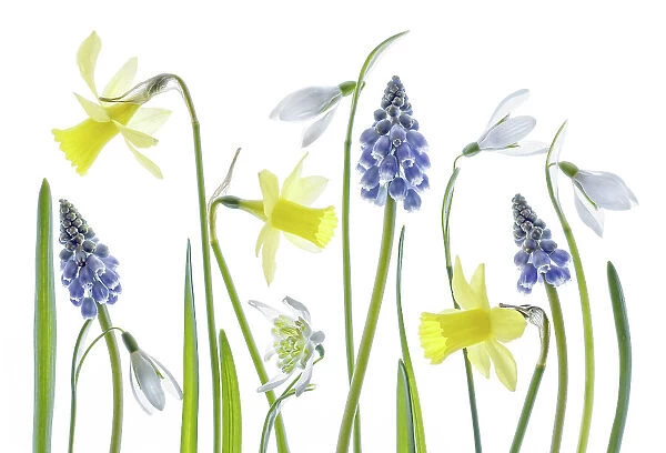 Narcissus, snowdrops and Muscari flowers