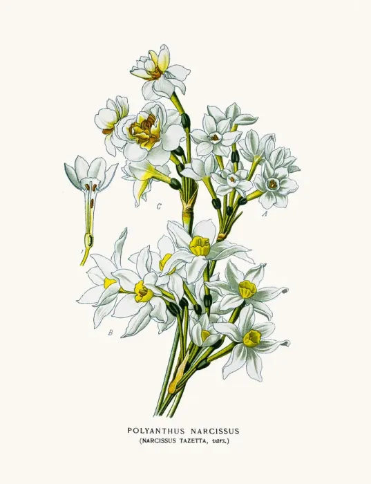 Framed Print : Narcissus Tazetta Framed Print : Narcissus Tazetta