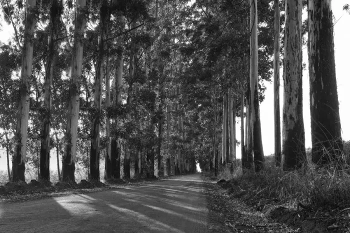 Framed Print : Narrow lane of eucalyptus trees with dust on a dirt road Framed Print : Narrow lane of eucalyptus trees with dust on a dirt road
