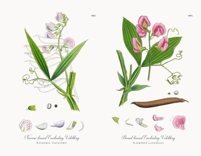 Framed Print : Narrow-leaved Everlasting Vetchling, Lathyrus sylvestris, Victorian Botanical Illustration, 1863 Framed Print : Narrow-leaved Everlasting Vetchling, Lathyrus sylvestris, Victorian Botanical Illustration, 1863