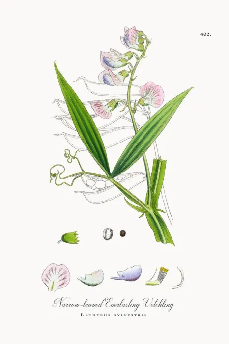 Framed Print : Narrow-leaved Everlasting Vetchling, Lathyrus sylvestris, Victorian Botanical Illustration, 1863
