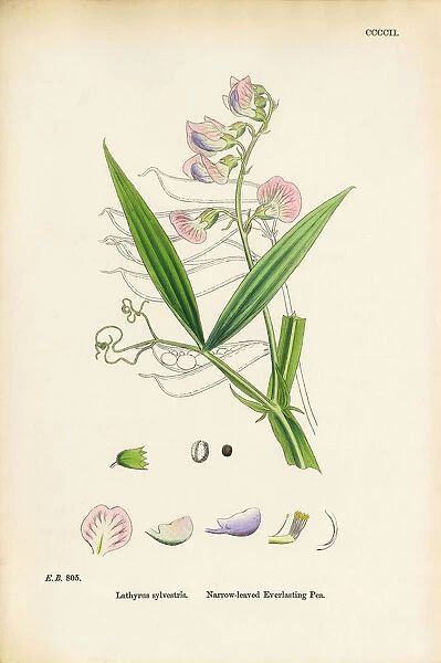 Narrow-leaved Everlasting Vetchling, Lathyrus sylvestris, Victorian Botanical Illustration, 1863