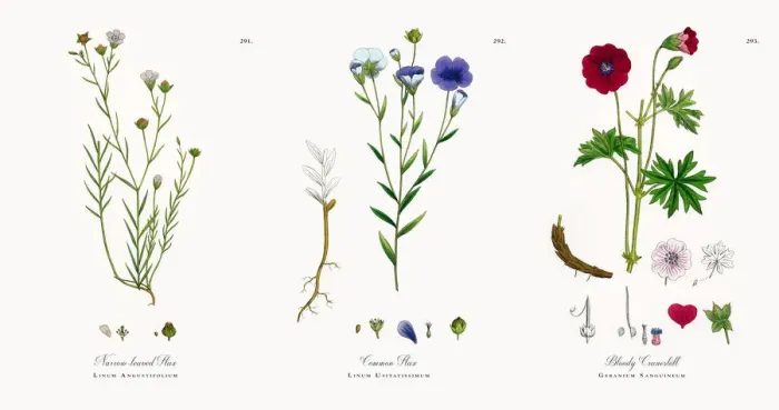 Framed Print : Narrow-leaved Flax, Linum Angustifolium, Victorian Botanical Illustration, 1863 Framed Print : Narrow-leaved Flax, Linum Angustifolium, Victorian Botanical Illustration, 1863