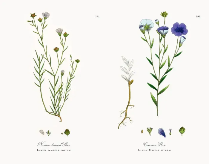 Framed Print : Narrow-leaved Flax, Linum Angustifolium, Victorian Botanical Illustration, 1863 Framed Print : Narrow-leaved Flax, Linum Angustifolium, Victorian Botanical Illustration, 1863