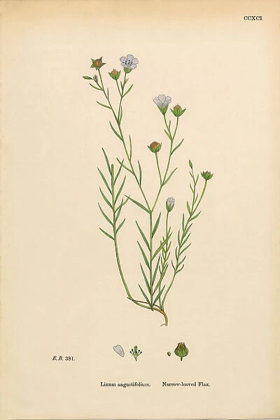 Narrow-leaved Flax, Linum Angustifolium, Victorian Botanical Illustration, 1863
