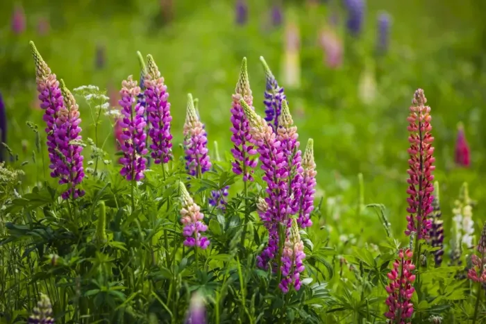 Framed Print : Narrow-leaved lupins -Lupinus angustifolius-, West Essex, England, United Kingdom Framed Print : Narrow-leaved lupins -Lupinus angustifolius-, West Essex, England, United Kingdom