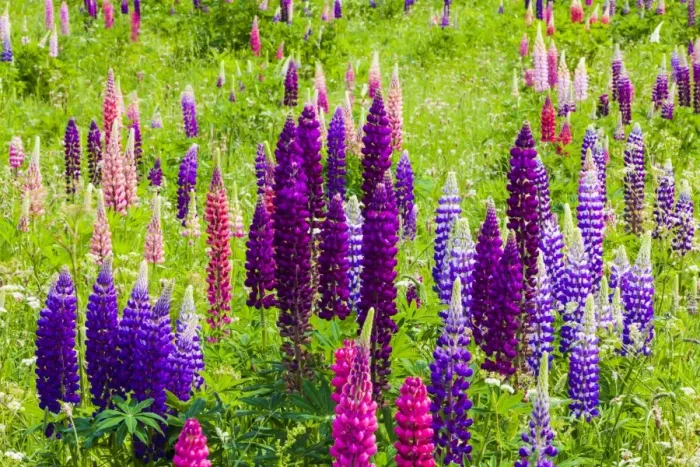 Framed Print : Narrow-leaved lupins -Lupinus angustifolius-, West Essex, England, United Kingdom Framed Print : Narrow-leaved lupins -Lupinus angustifolius-, West Essex, England, United Kingdom