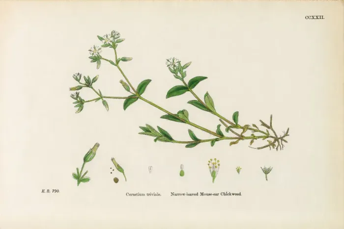 Framed Print : Narrow-leaved Mouse-Ear Chickweed, Cerastium Triviale, Victorian Botanical Illustration, 1863 Framed Print : Narrow-leaved Mouse-Ear Chickweed, Cerastium Triviale, Victorian Botanical Illustration, 1863