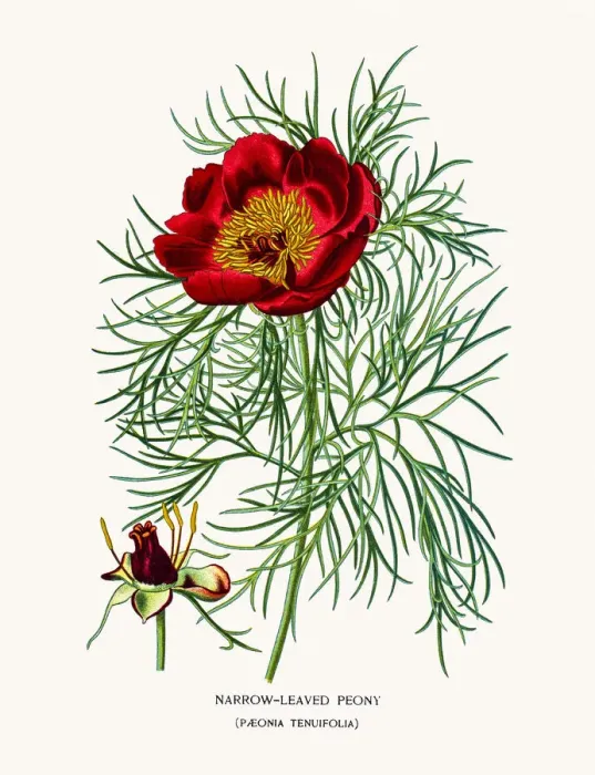 Framed Print : Narrow leaved peony Framed Print : Narrow leaved peony