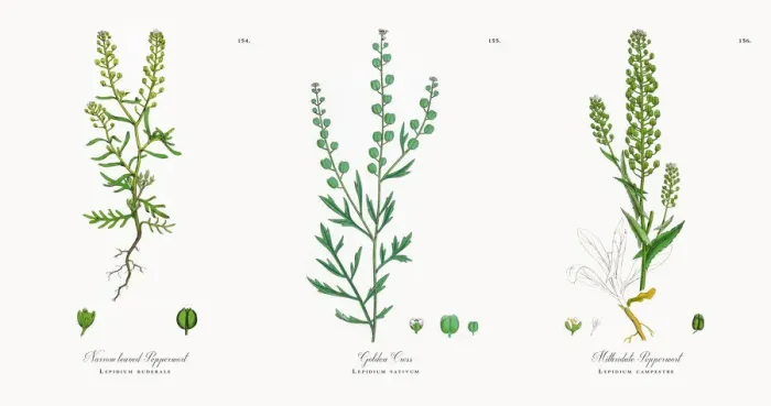 Framed Print : Narrow leaved Pepperwort, Lepidium ruderale, Victorian Botanical Illustration, 1863 Framed Print : Narrow leaved Pepperwort, Lepidium ruderale, Victorian Botanical Illustration, 1863
