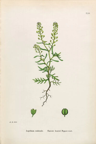 Narrow leaved Pepperwort, Lepidium ruderale, Victorian Botanical Illustration, 1863