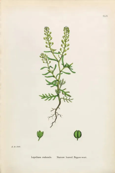 Framed Print : Narrow leaved Pepperwort, Lepidium ruderale, Victorian Botanical Illustration, 1863 Framed Print : Narrow leaved Pepperwort, Lepidium ruderale, Victorian Botanical Illustration, 1863