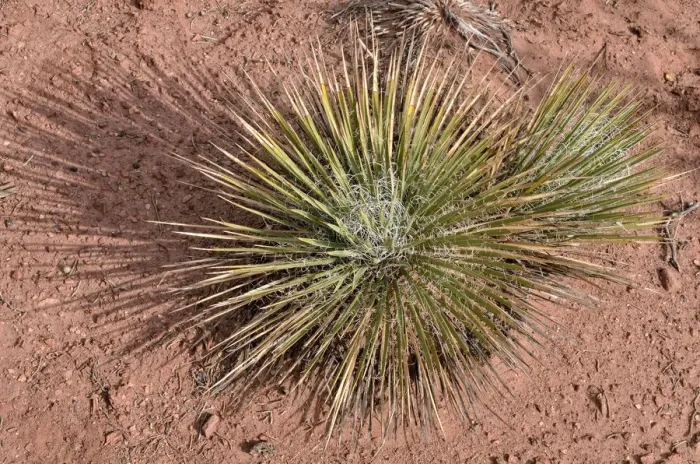 Framed Print : Narrowleaf yucca -Yucca angustissima-, Dead Horse Point State Park, Moab, Utah, USA
