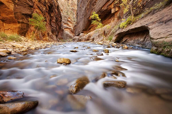 The Narrows, constriction of the Virgin River, Zion National Park, Utah, USA