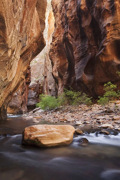 The Narrows, narrow point of the Virgin River, Zion National Park, Utah, USA, America