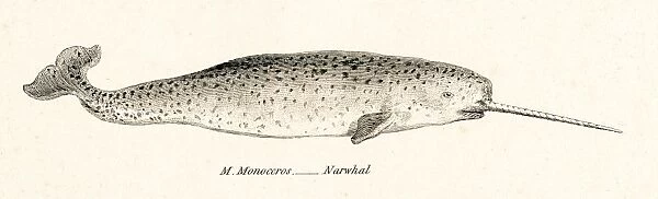 Narwhal engraving 1803