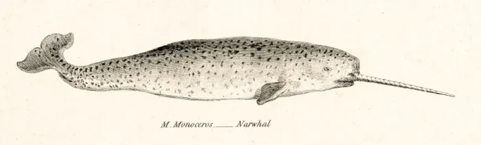 Framed Print : Narwhal engraving 1803 Framed Print : Narwhal engraving 1803