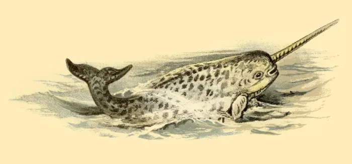 Framed Print : Narwhal illustration 1896 Framed Print : Narwhal illustration 1896