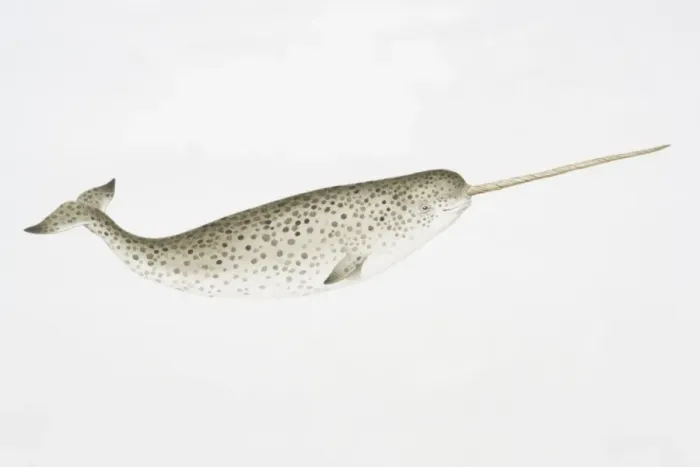 Framed Print : Narwhal (Monodon monoceros) with characteristically long tusk, side view Framed Print : Narwhal (Monodon monoceros) with characteristically long tusk, side view