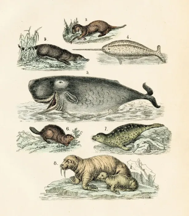 Framed Print : Narwhal, seal, sea lion, sperm whale engraving 1872