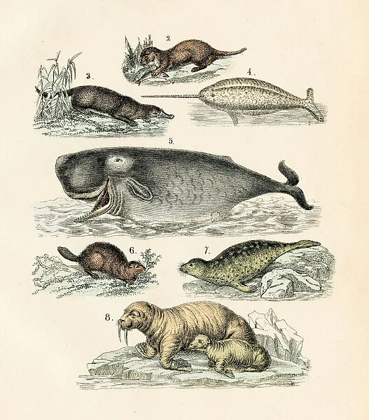 Narwhal, seal, sea lion, sperm whale engraving 1872