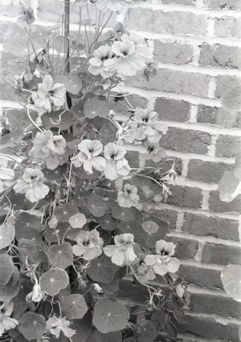 Framed Print : Nasturtium growing by brick wall Framed Print : Nasturtium growing by brick wall