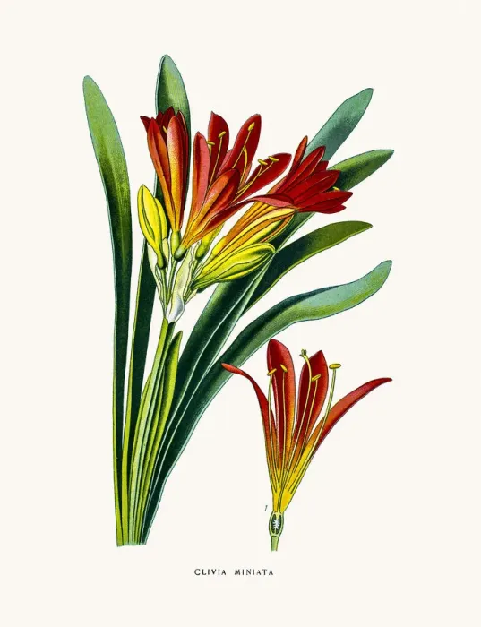 Framed Print : Natal lily house plant Framed Print : Natal lily house plant