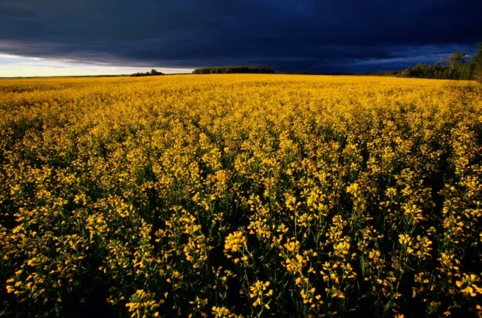 Framed Print : native to Europe. Rape is an annual crop that grows to 30cm (1ft) tall Framed Print : native to Europe. Rape is an annual crop that grows to 30cm (1ft) tall