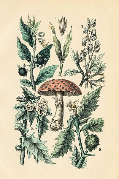 Native poisonous plants engraving 1872