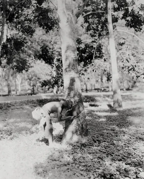 Framed Print : Native of Sumatra Removing Sap from Tree Framed Print : Native of Sumatra Removing Sap from Tree