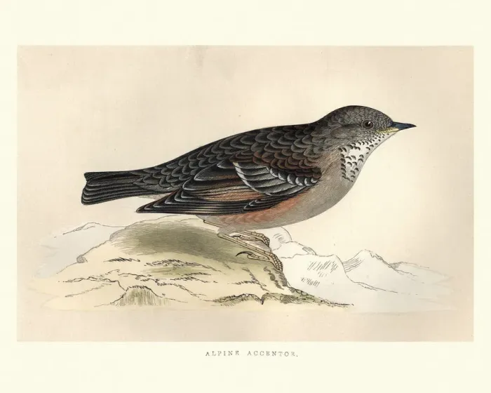 Framed Print : Natural History, Birds, alpine accentor (Prunella collaris) Framed Print : Natural History, Birds, alpine accentor (Prunella collaris)