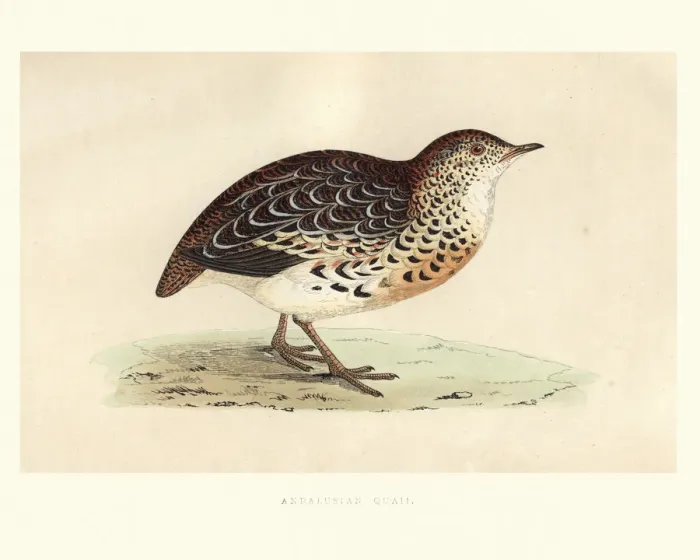 Framed Print : Natural history, Birds, Andalusian hemipode (Turnix sylvatica) Framed Print : Natural history, Birds, Andalusian hemipode (Turnix sylvatica)