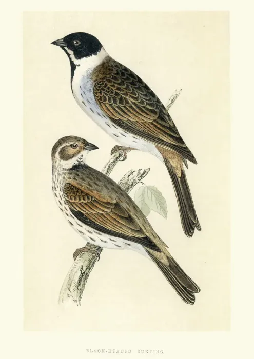 Framed Print : Natural History Birds - Black-headed bunting (Emberiza melanocep Framed Print : Natural History Birds - Black-headed bunting (Emberiza melanocep