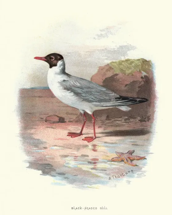Framed Print : Natural History - Birds - Black headed Gull Framed Print : Natural History - Birds - Black headed Gull
