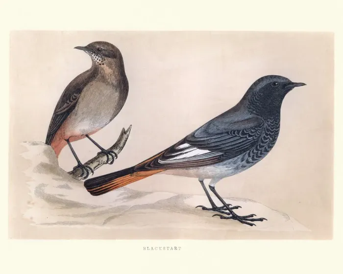 Framed Print : Natural History, Birds, Blackstart Framed Print : Natural History, Birds, Blackstart