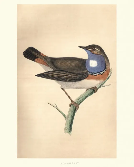 Framed Print : Natural History, Birds, Bluebreast Framed Print : Natural History, Birds, Bluebreast