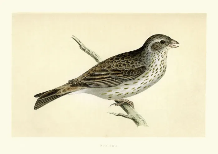 Framed Print : Natural History - Birds - Bunting Framed Print : Natural History - Birds - Bunting